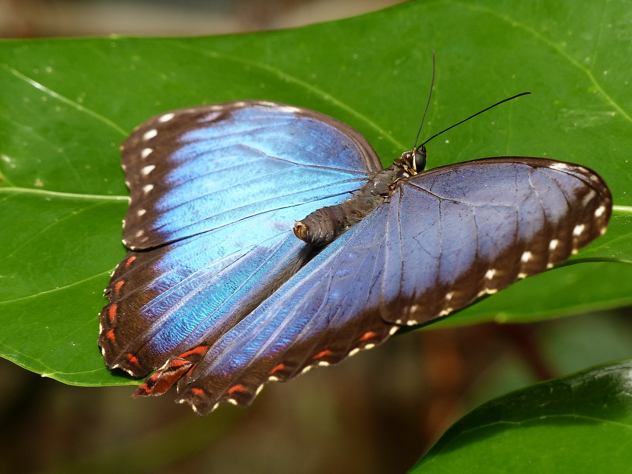 Image - butterfly botanical garden wales