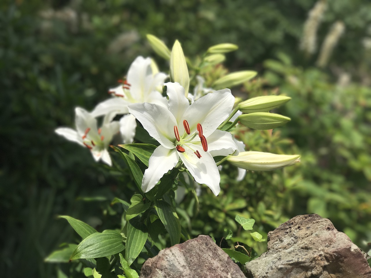 Image - focus flower lilly nature blossom