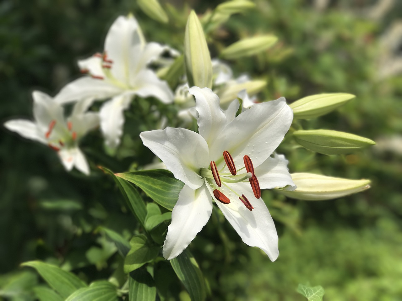 Image - different focus flower white lilly