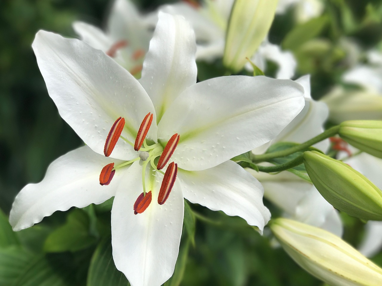 Image - macro picture flower papoulas