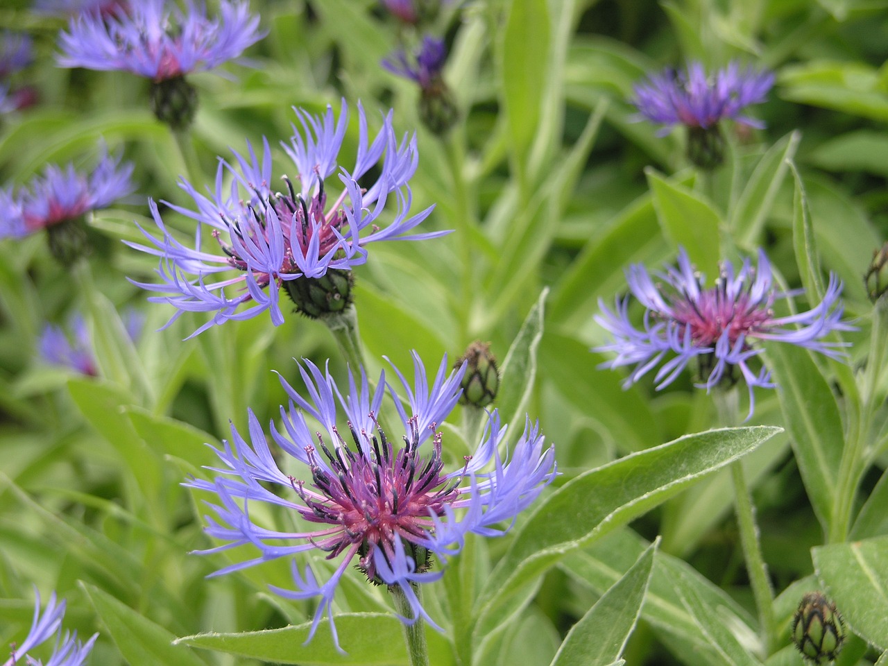 Image - flower norway nature natural plant