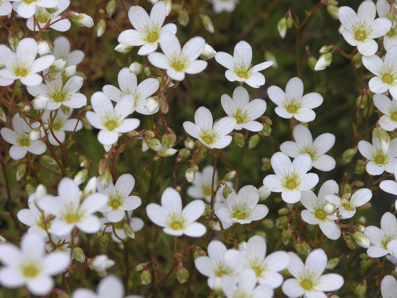 Image - flower norway nature natural plant