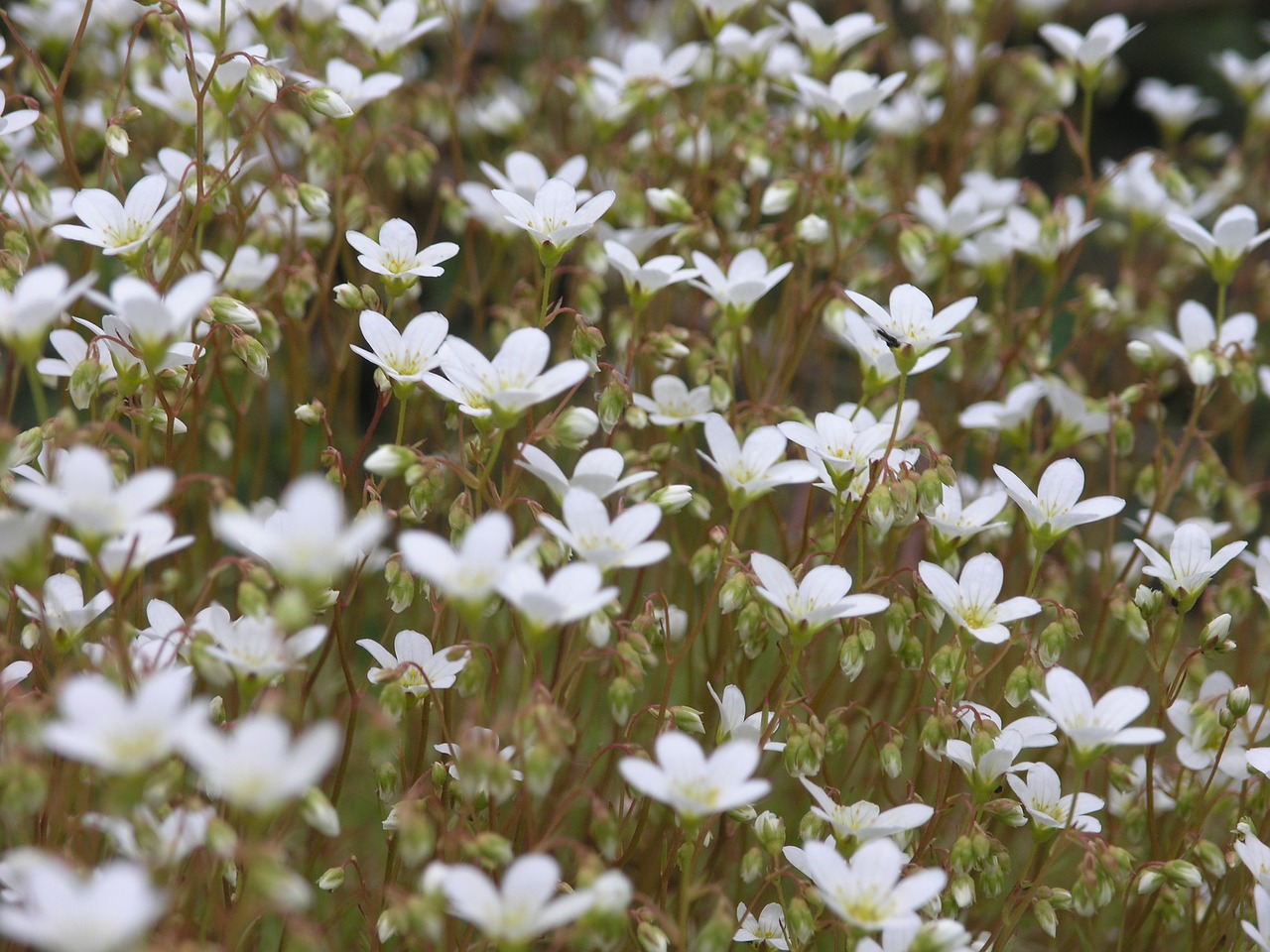 Image - flower norway nature natural plant