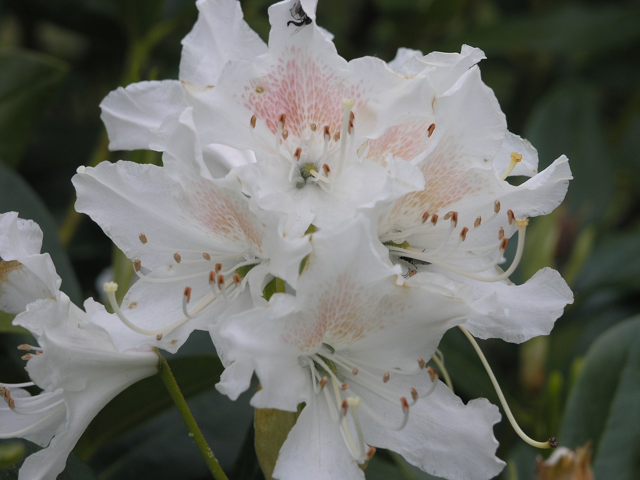 Image - flower norway nature natural plant