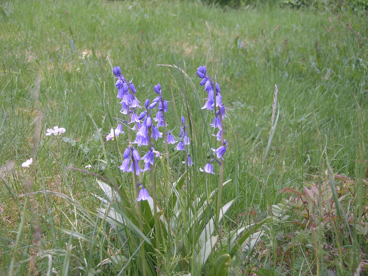 Image - flower norway nature natural plant