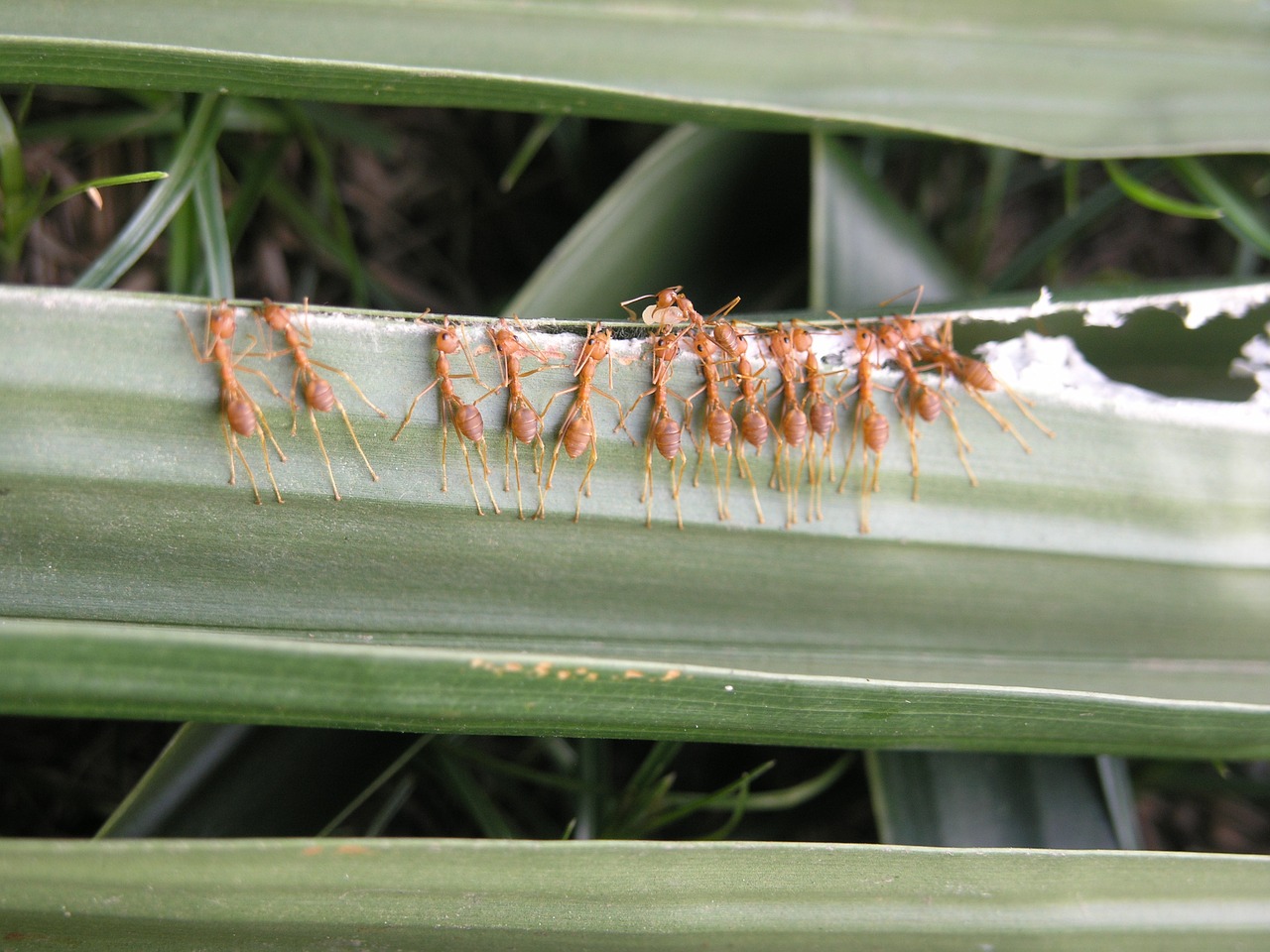 Image - ants build teamwork cooperation