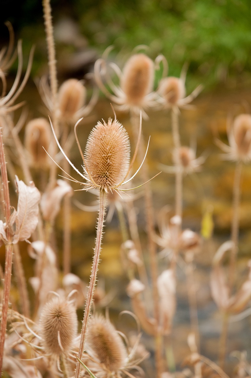 Image - thistle nature plant autumn weed