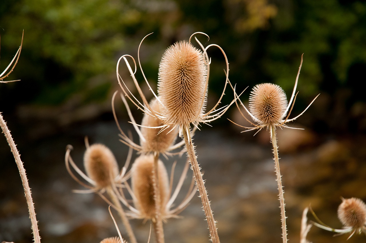 Image - thistle nature plant autumn weed