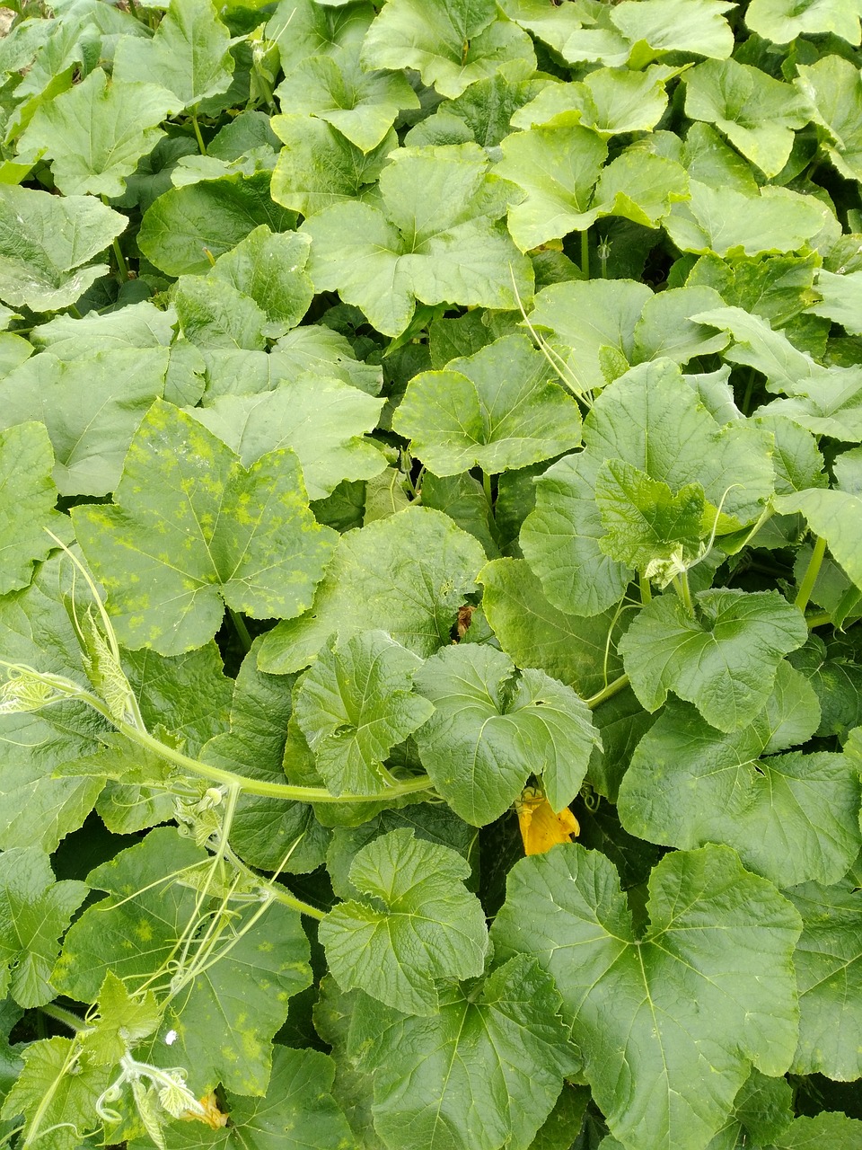 Image - pumpkin plants pixar bay