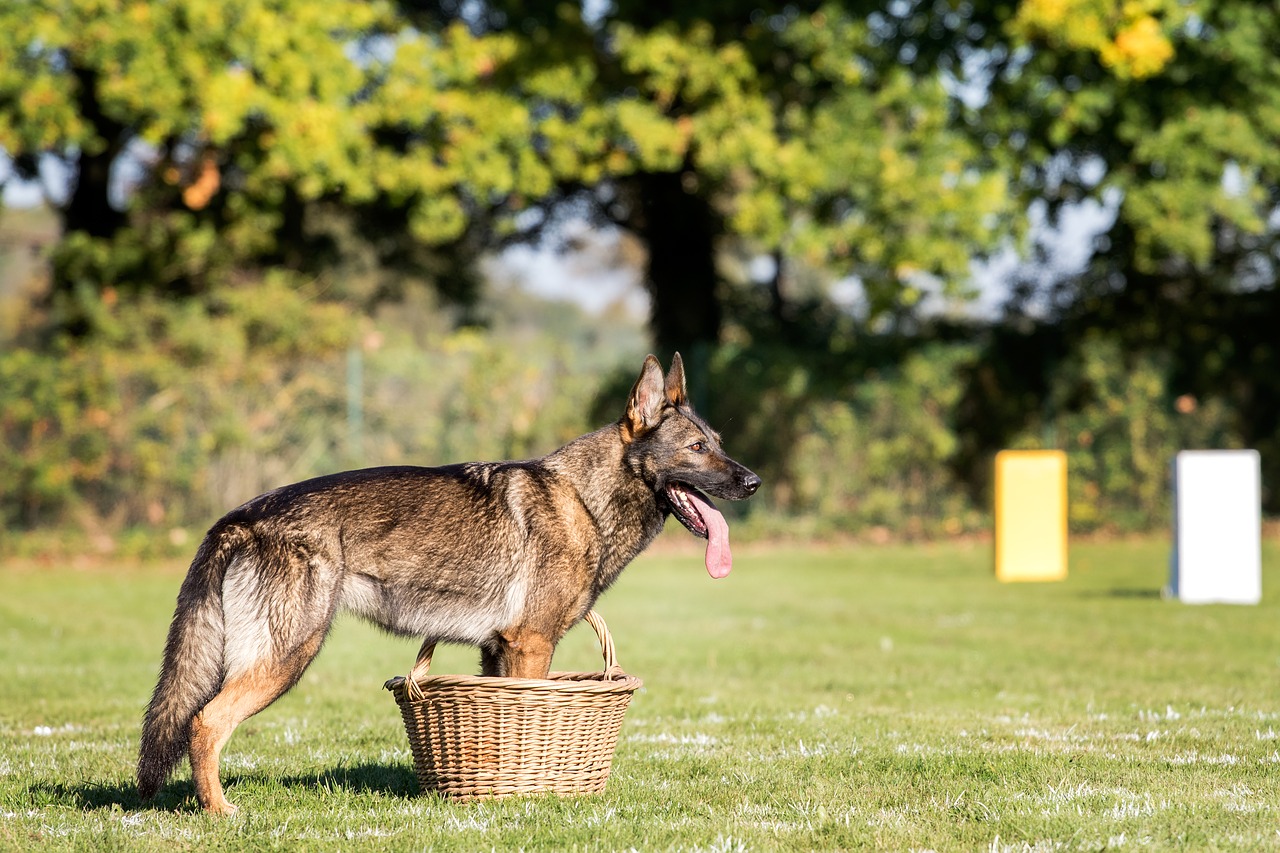 Image - dog german shepherd guard basket