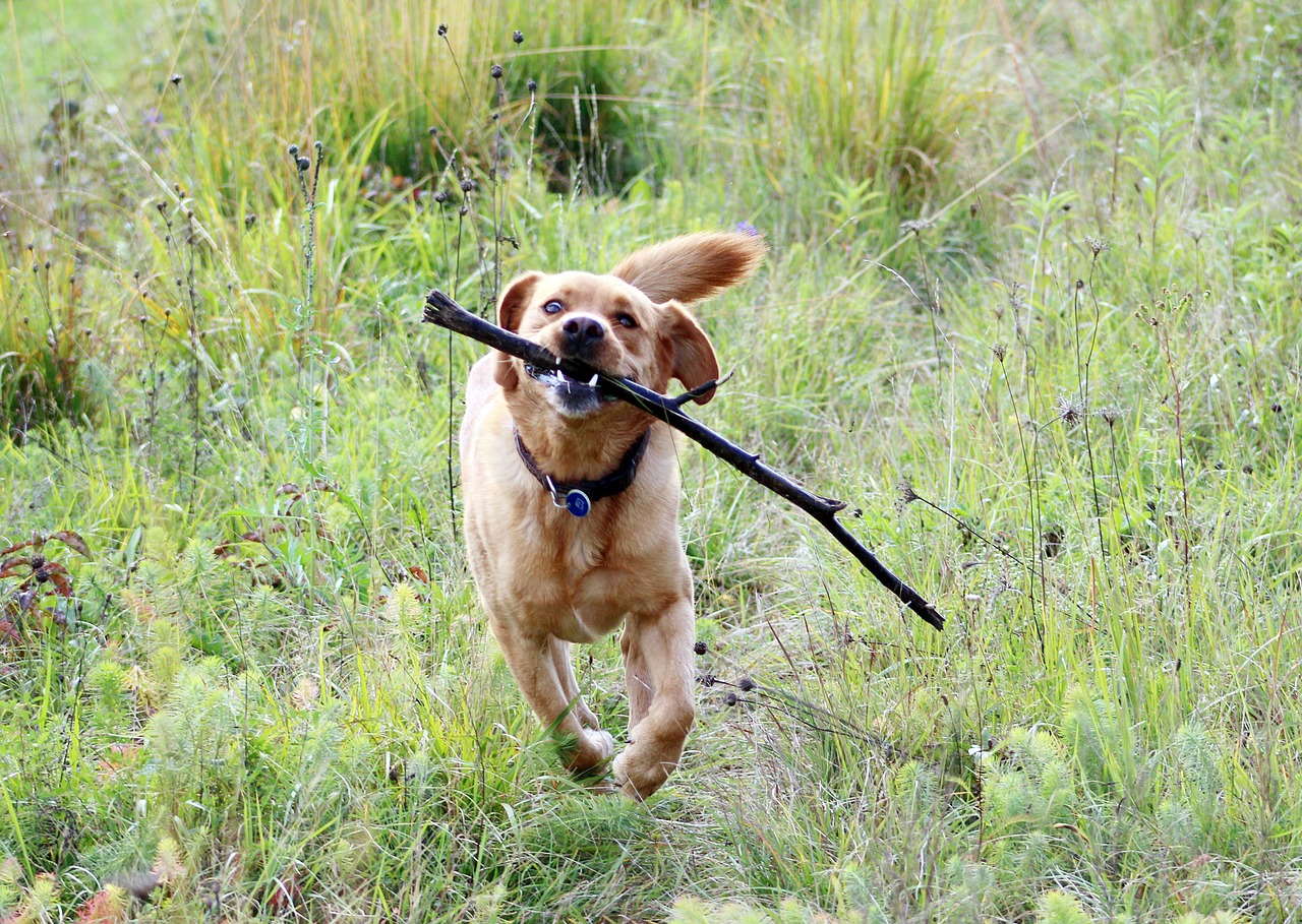 Image - dog batons nature play