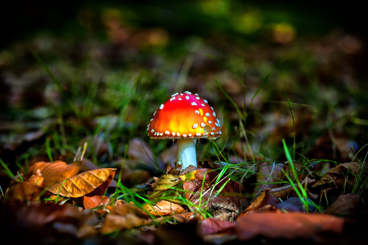 Image - autumn forest mushroom seasons