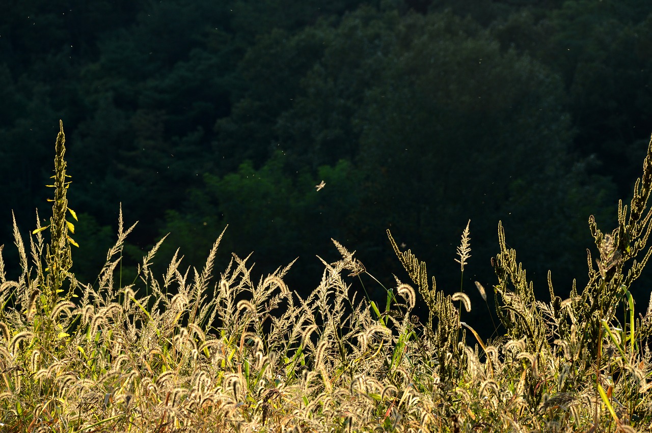 Image - sunshine reed pool autumn nature