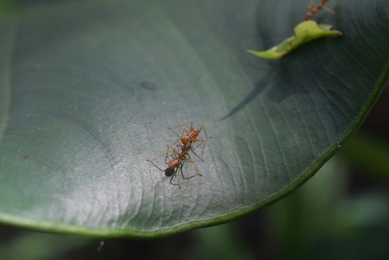 Image - ant fight war leaf kiss love