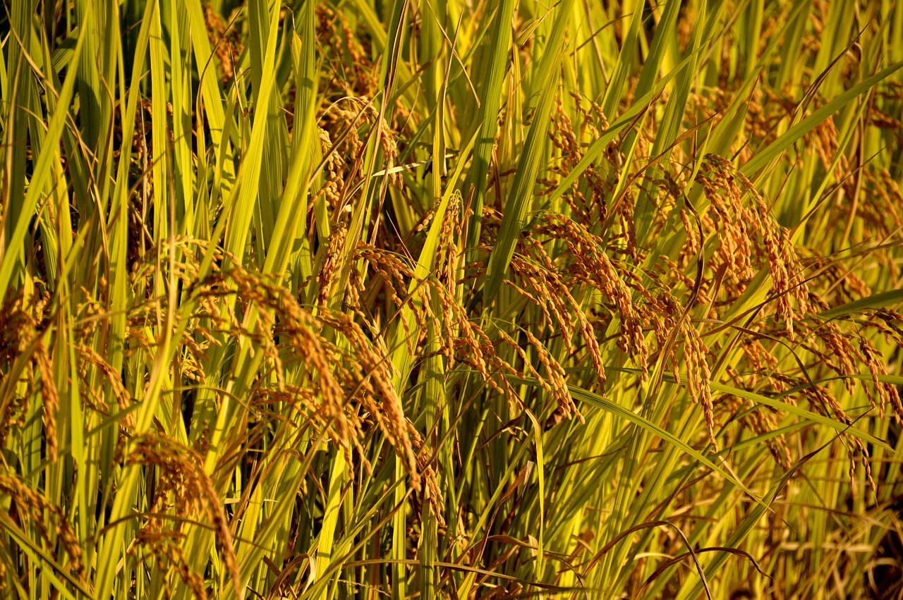 Image - rice ch autumn results plants