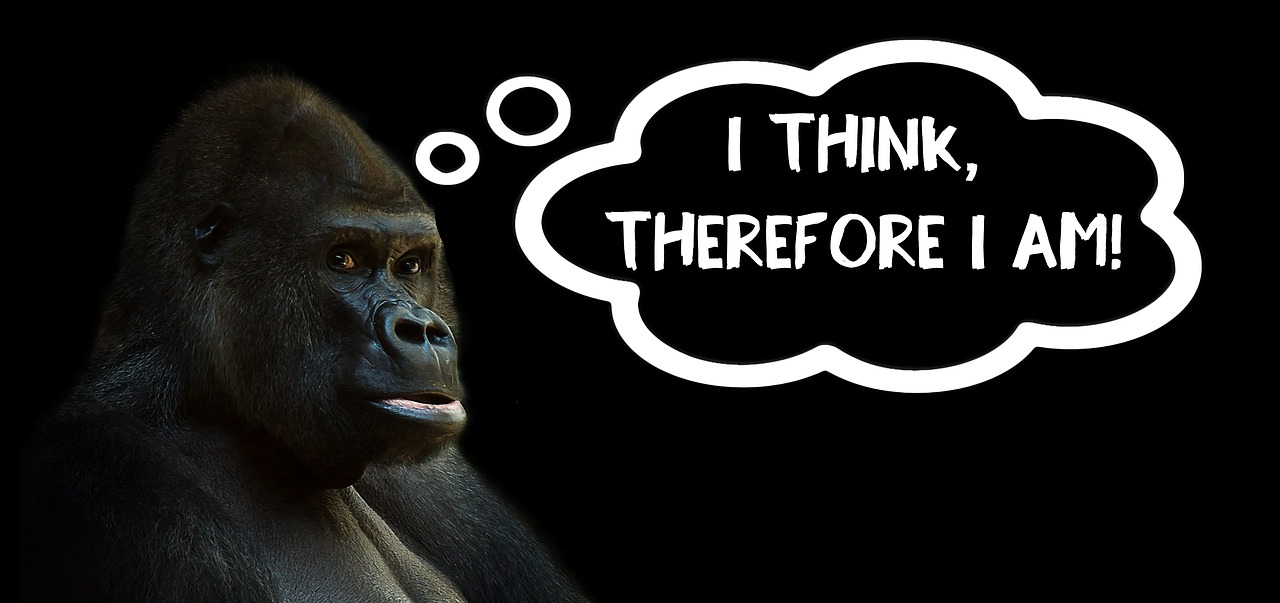 Image - think thinking gorilla silverback