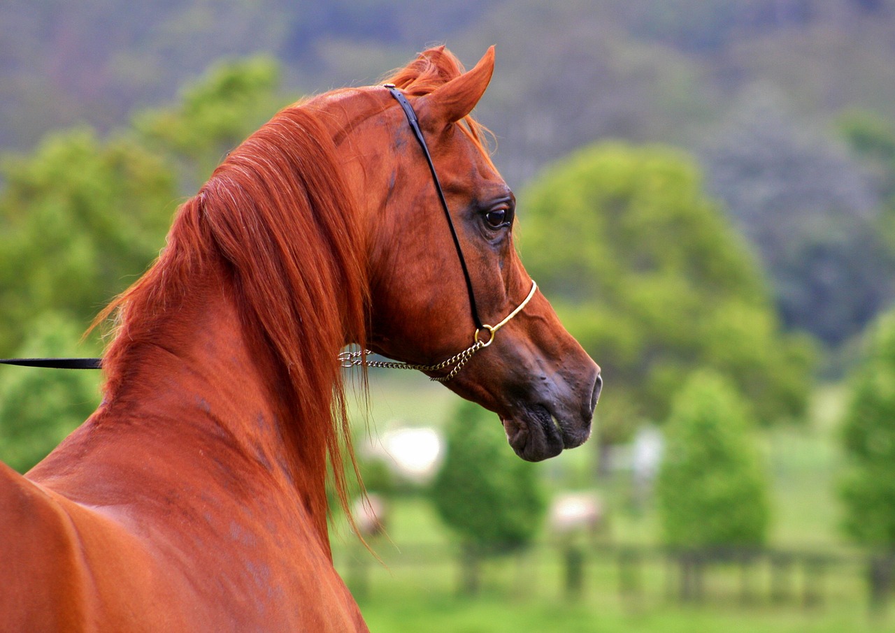 Image - arabian arabian horses horses