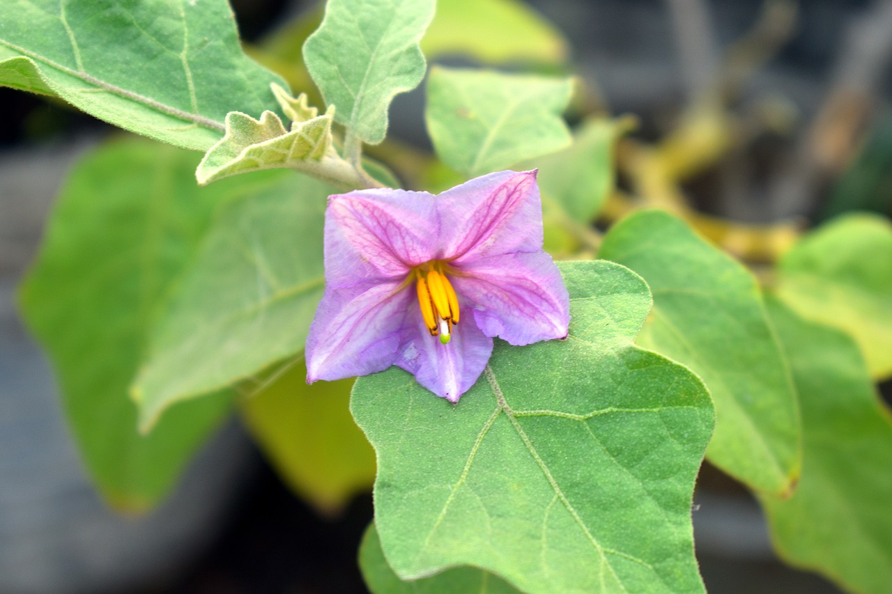 Image - brinjal flower purple flower