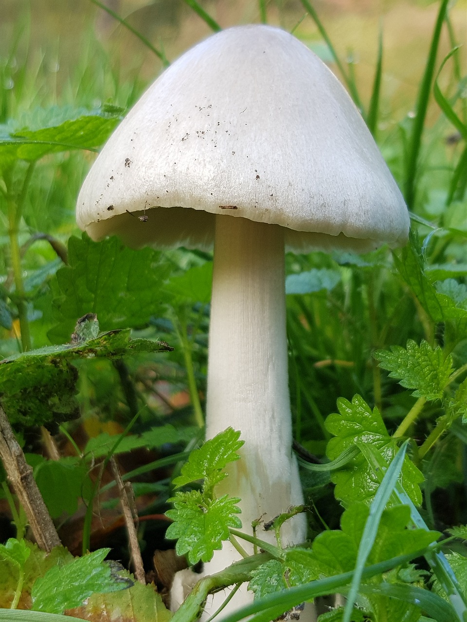 Image - mushroom emergency room meadow