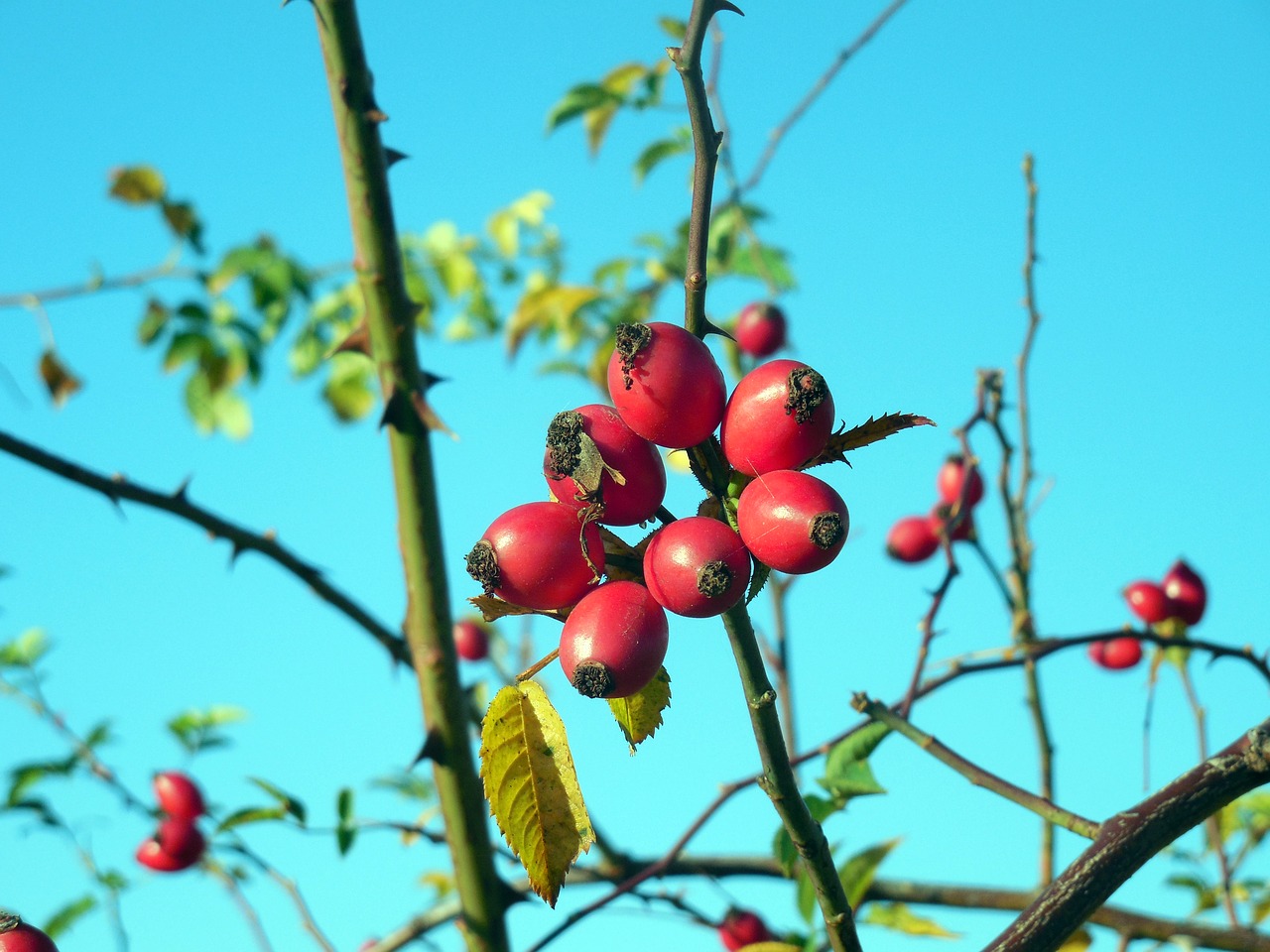 Image - rose hip rose apples autumn heép