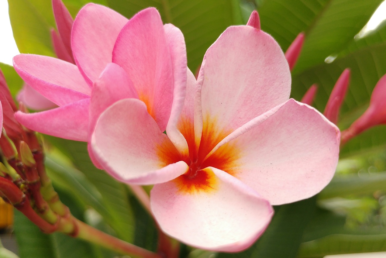 Image - plumeria frangipani pink petal bali