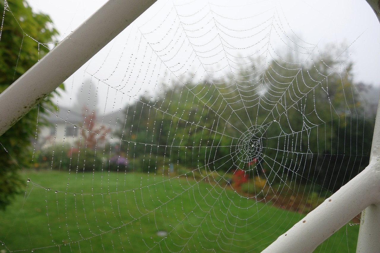 Image - cobweb garden dew fog close