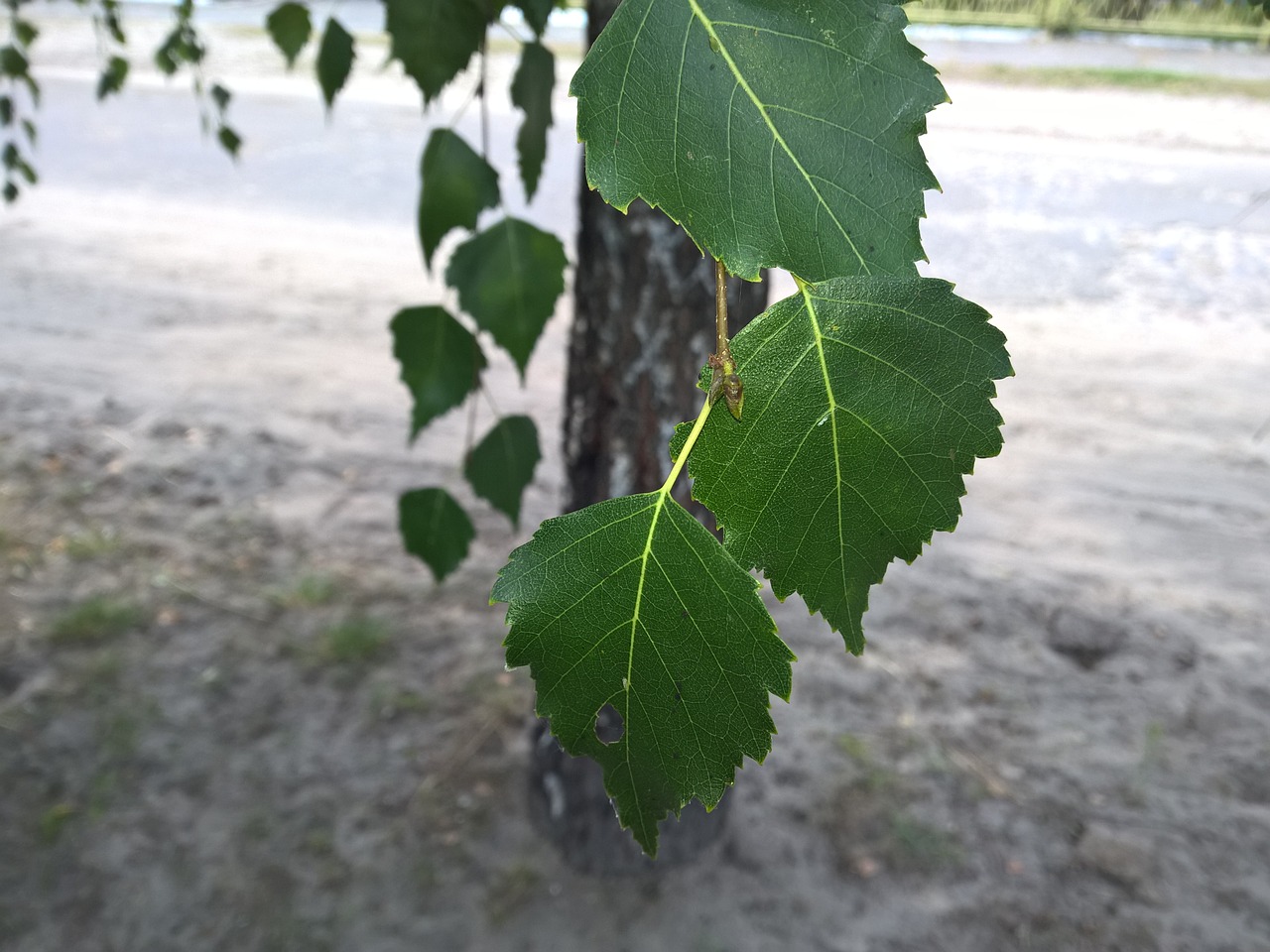 Image - birch home macro