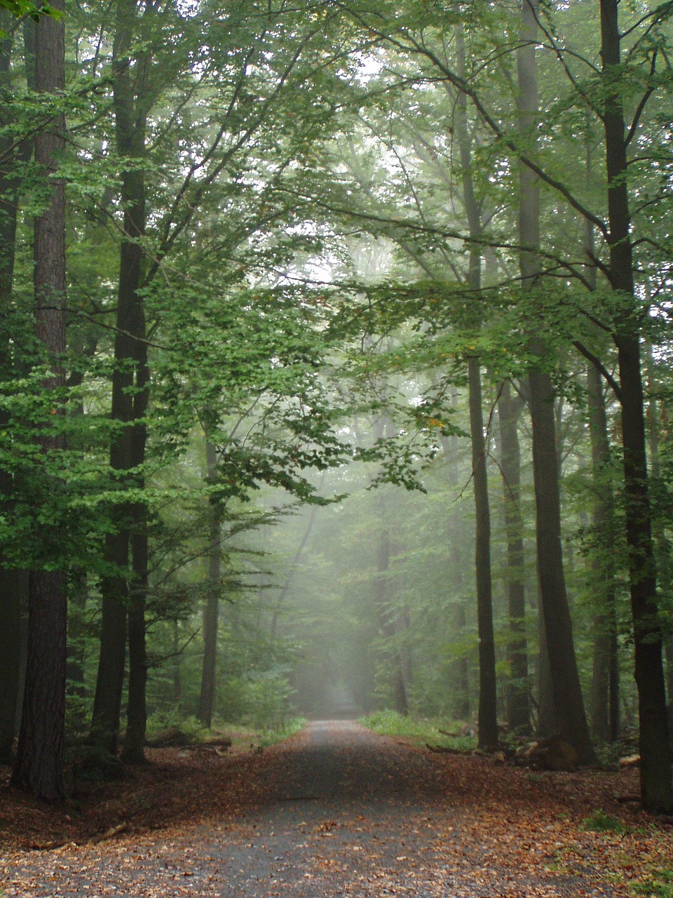 Image - forest trees away nature autumn