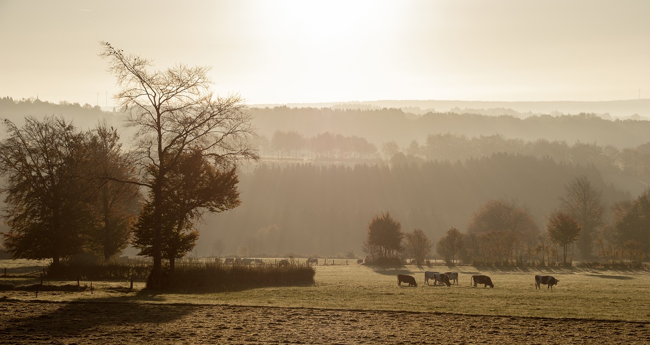 Image - fog sunrise cows pasture morning