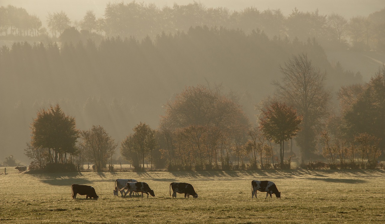 Image - fog sunrise cows pasture morning