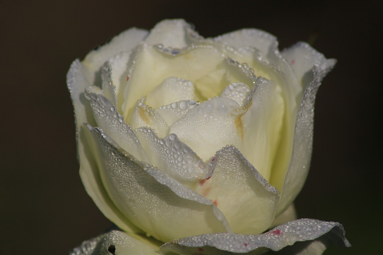 Image - rose fragrance water dew