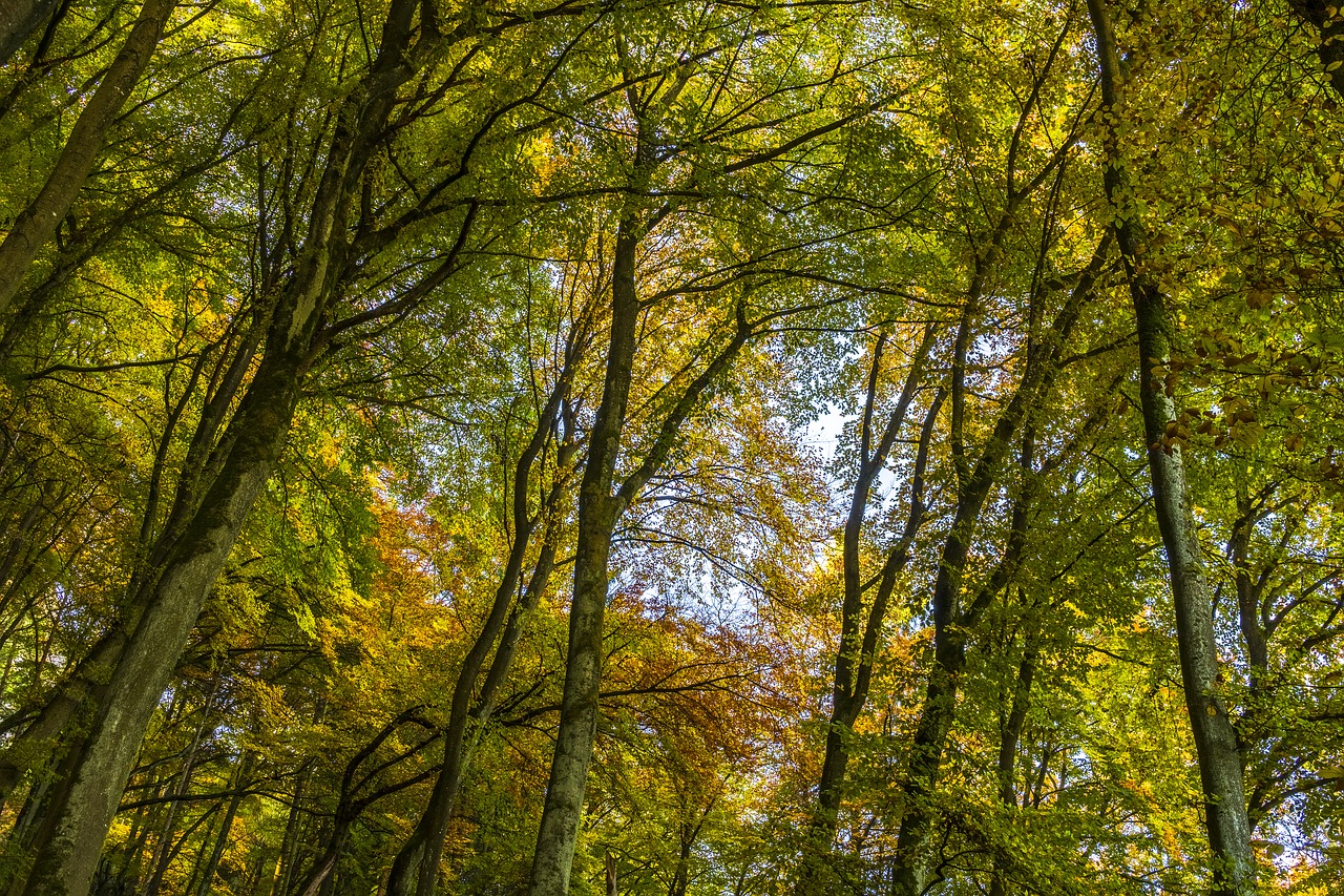 Image - canopy autumn farbenpracht