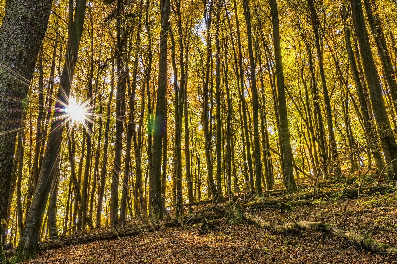 Image - sun stone forest sunbeam