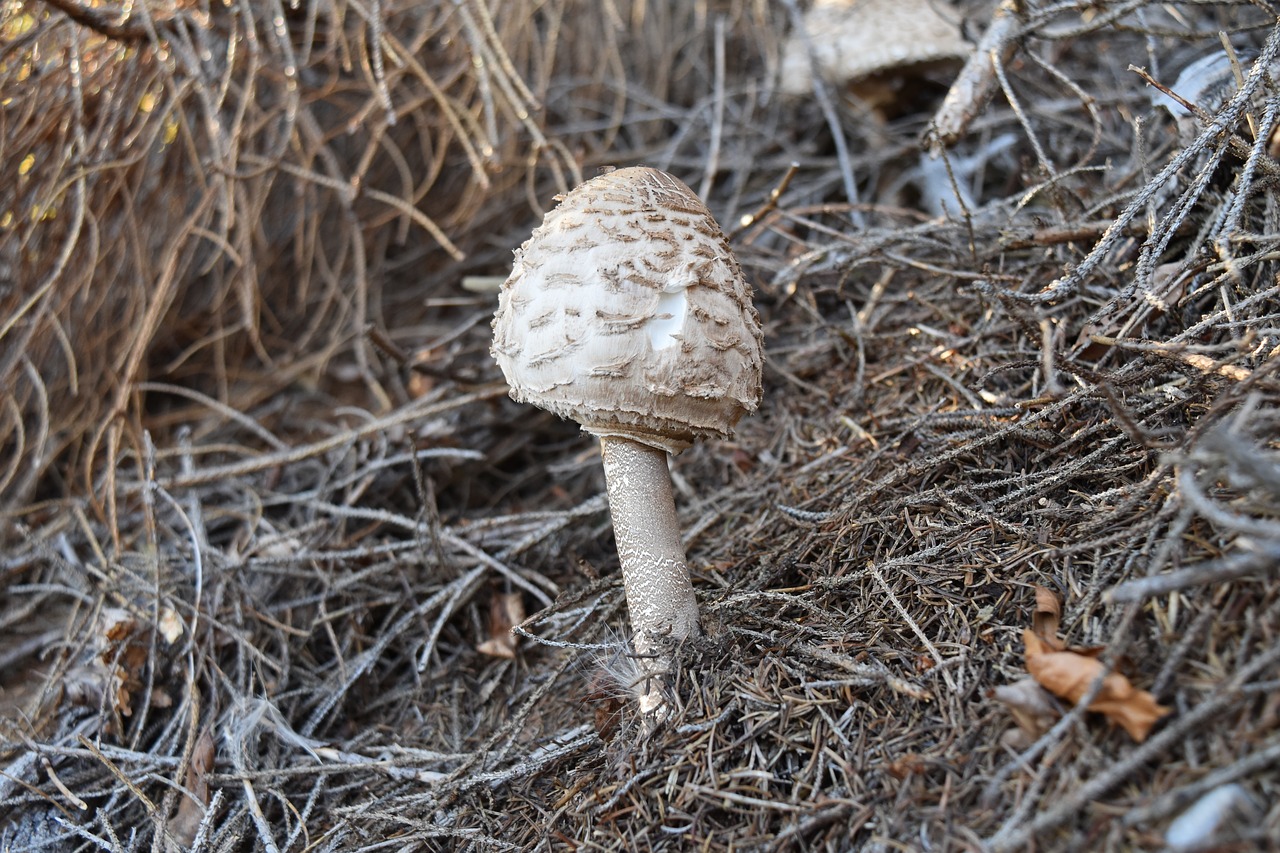 Image - fungus drum stick autumn forest