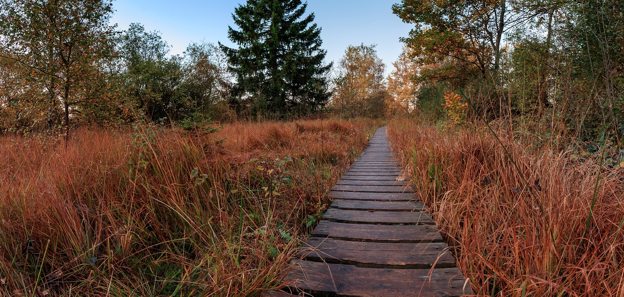 Image - high veen eifel belgium moor