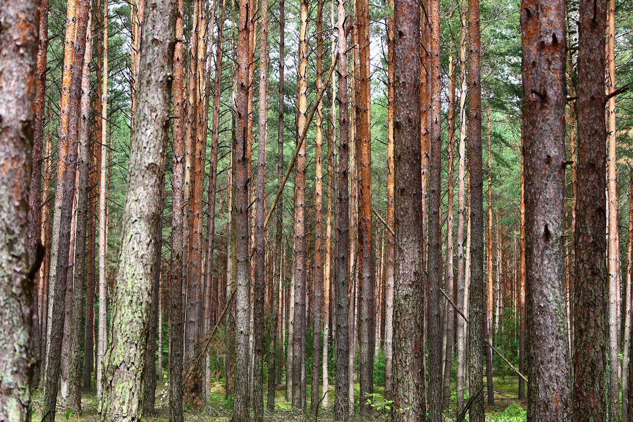 Image - forest pine trees needles spruce