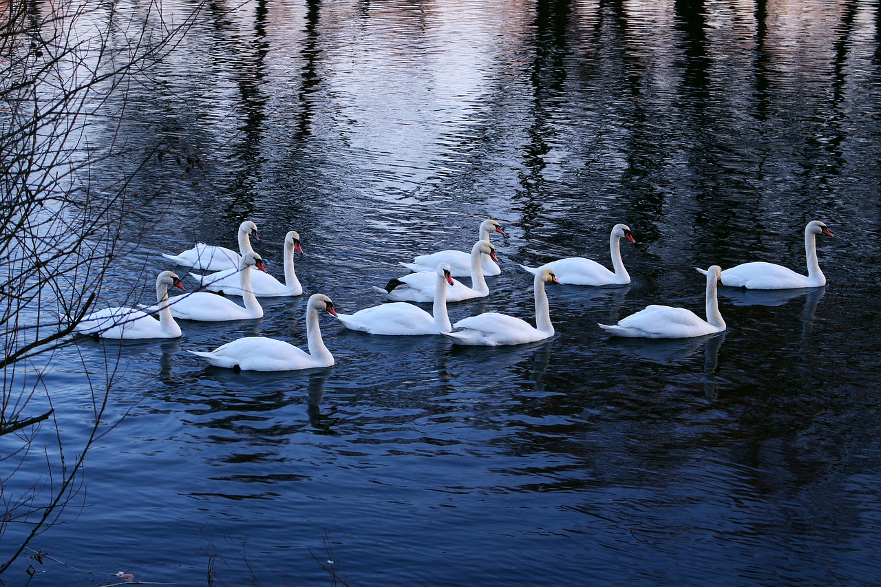 Image - swans water river winter bird