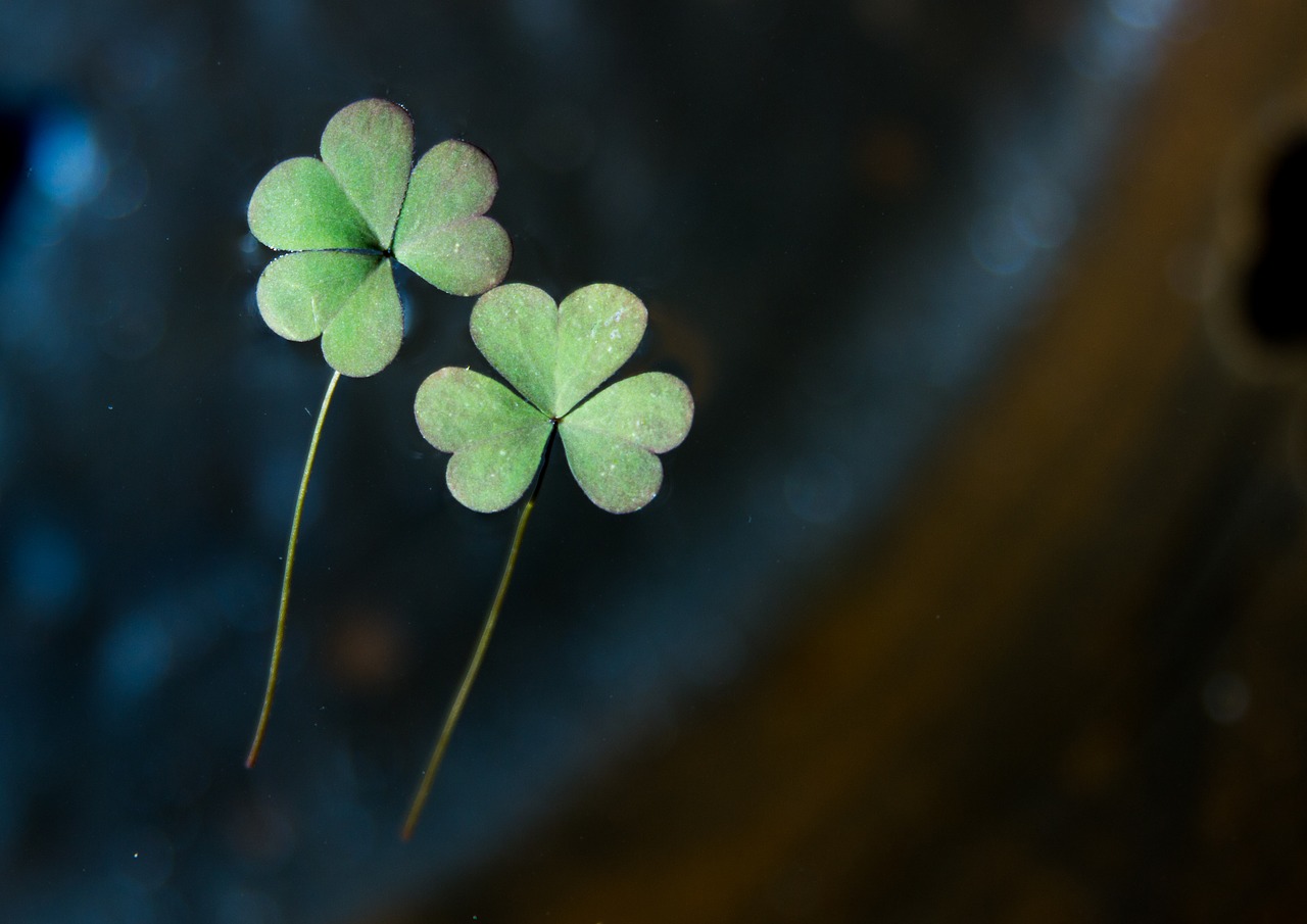 Image - trickle the leaves plants leaf