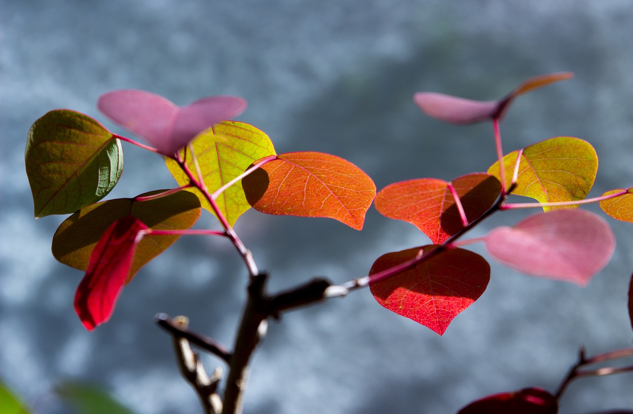 Image - flower leaves potted plant autumn