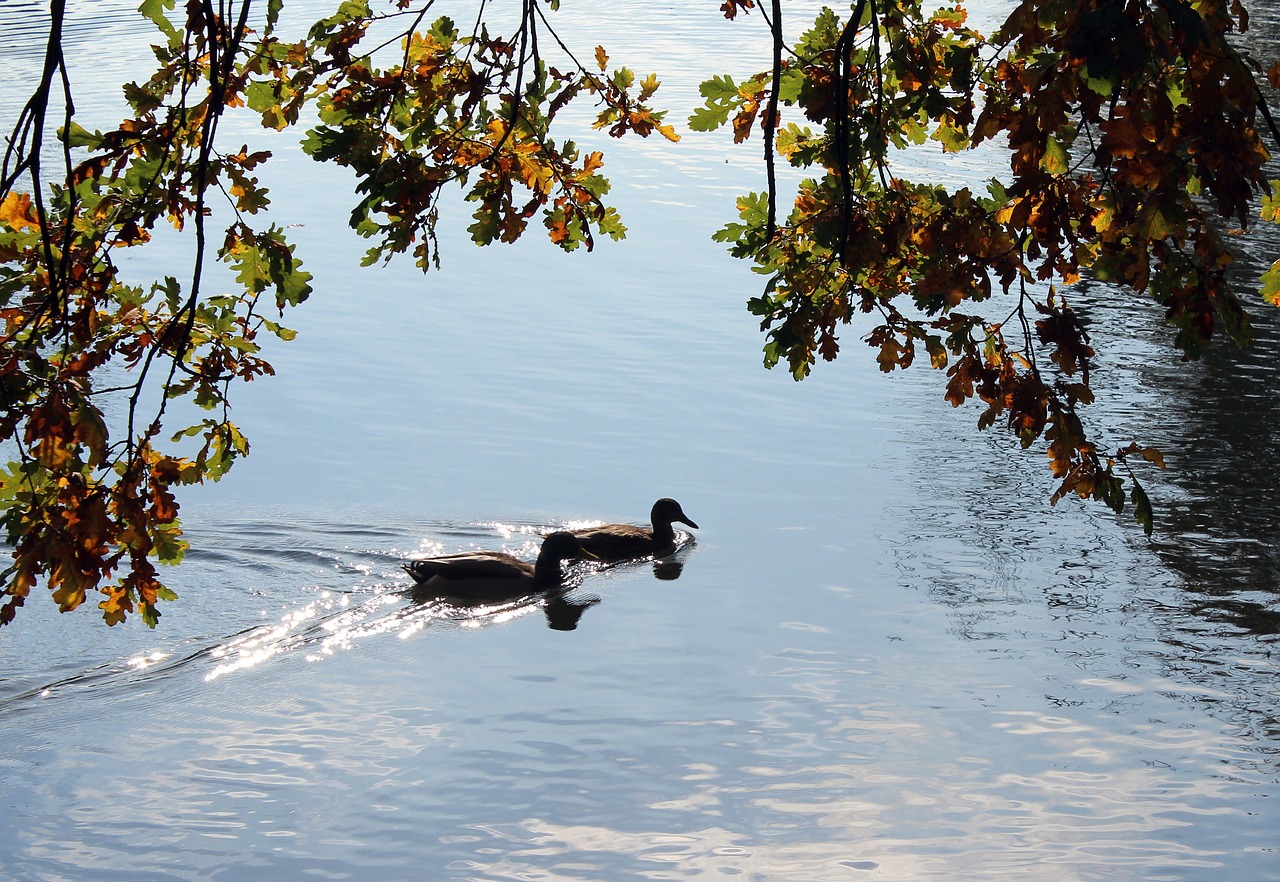 Image - pond park para wild ducks