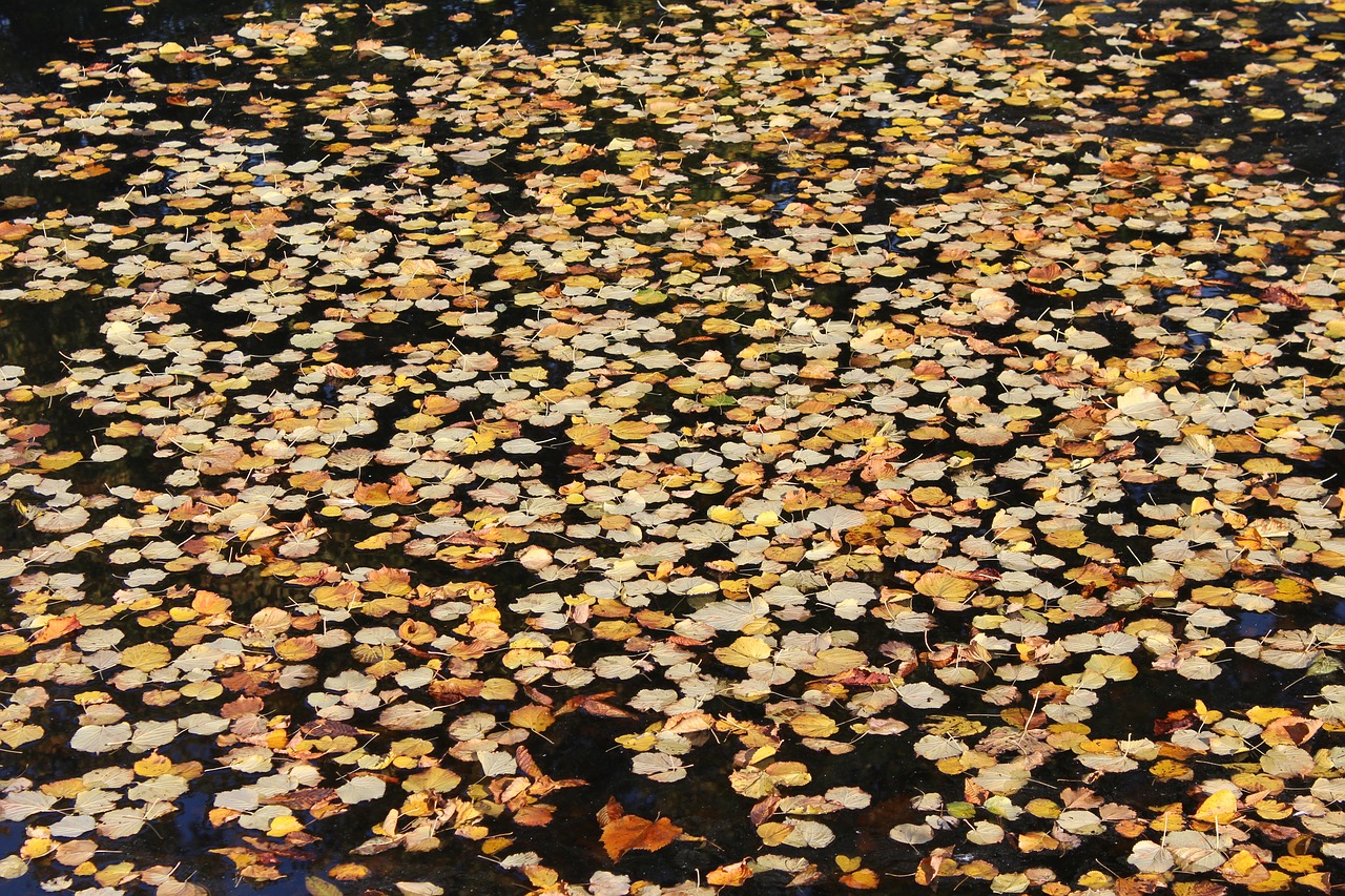 Image - the leaves in the water autumn fall