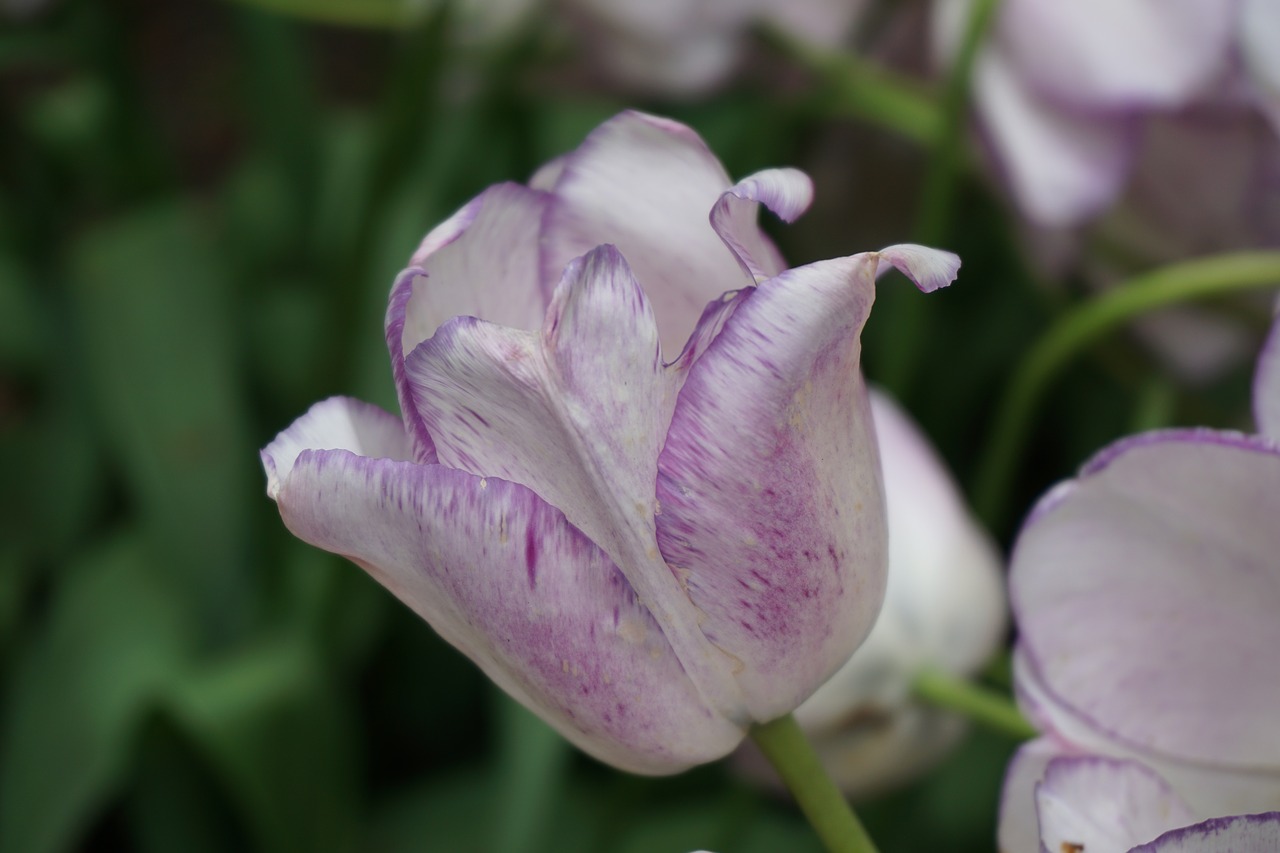 Image - tulip purple keukenhof