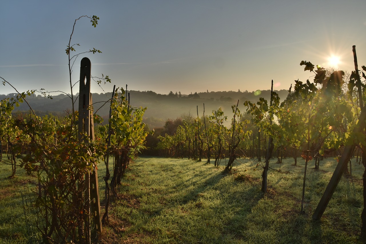 Image - wine italy tuscany grapes vine
