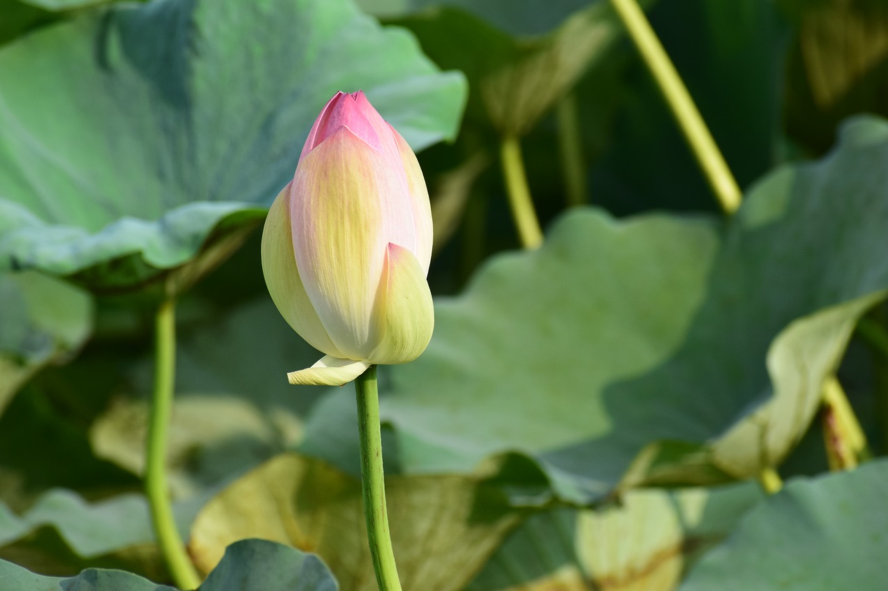 Image - leave stem green leaf plant