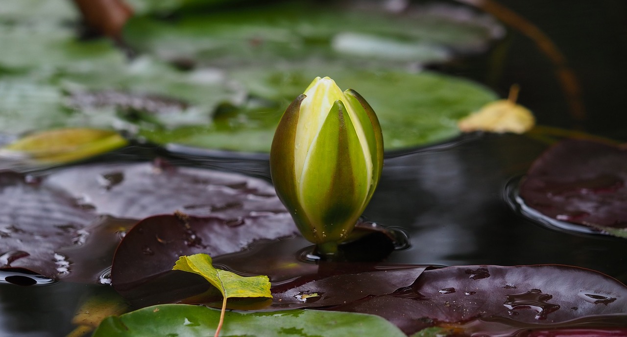 Image - water lily flowers flower