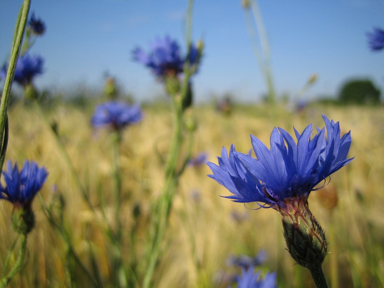 Image - flowers cornflowers blue nature