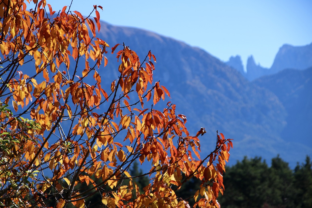 Image - autumn leaves tree fall foliage