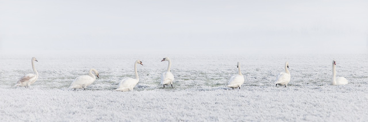 Image - winter swans swan bird pasture