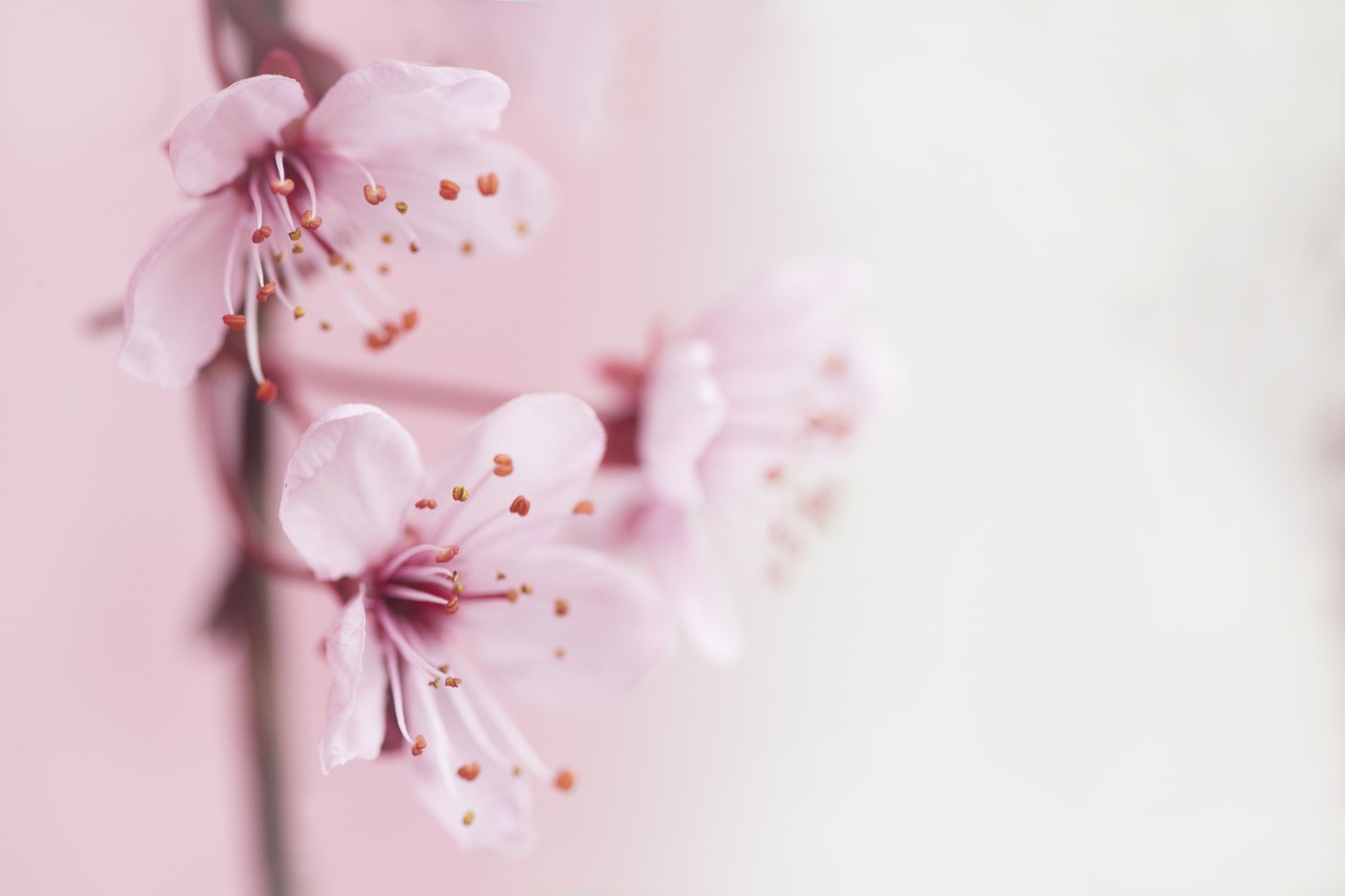 Image - spring blossom flowers pink nature