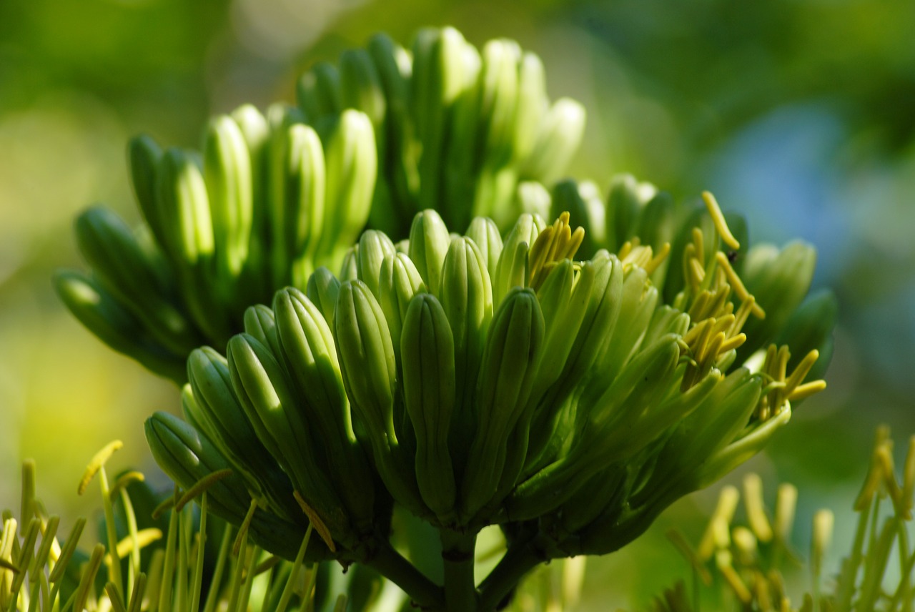 Image - cacayas wild vegetables field